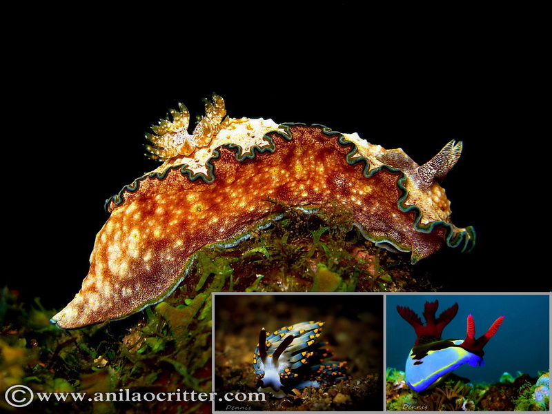 Scuba Dive in Anilao - Underwater Macro Photography, Anilao Muck dive